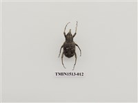 藏品(象鼻蟲科)的圖片